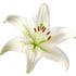 White lily